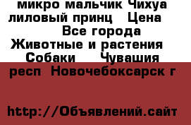 микро мальчик Чихуа лиловый принц › Цена ­ 90 - Все города Животные и растения » Собаки   . Чувашия респ.,Новочебоксарск г.